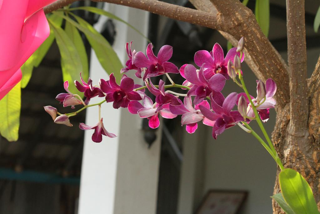 My Parents Guesthouse Kampot Luaran gambar